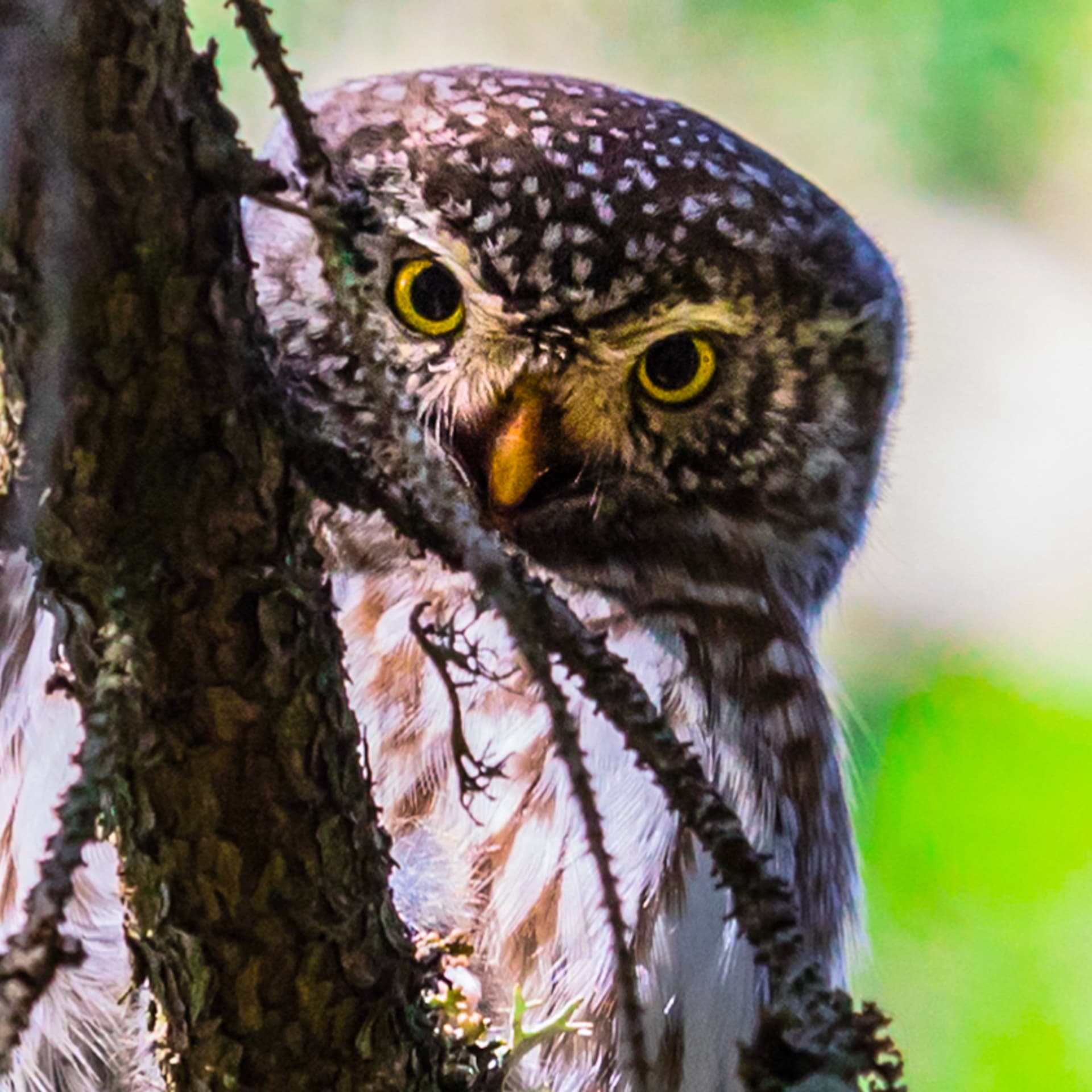 Birdwatching.