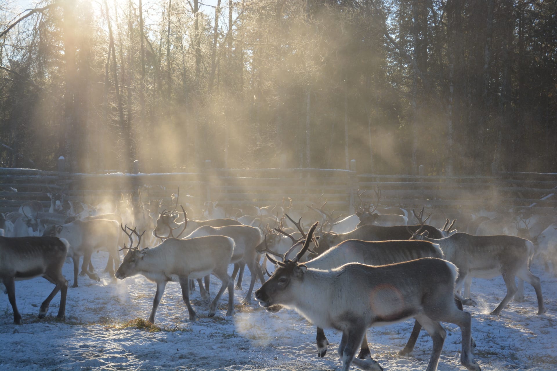 Reindeer