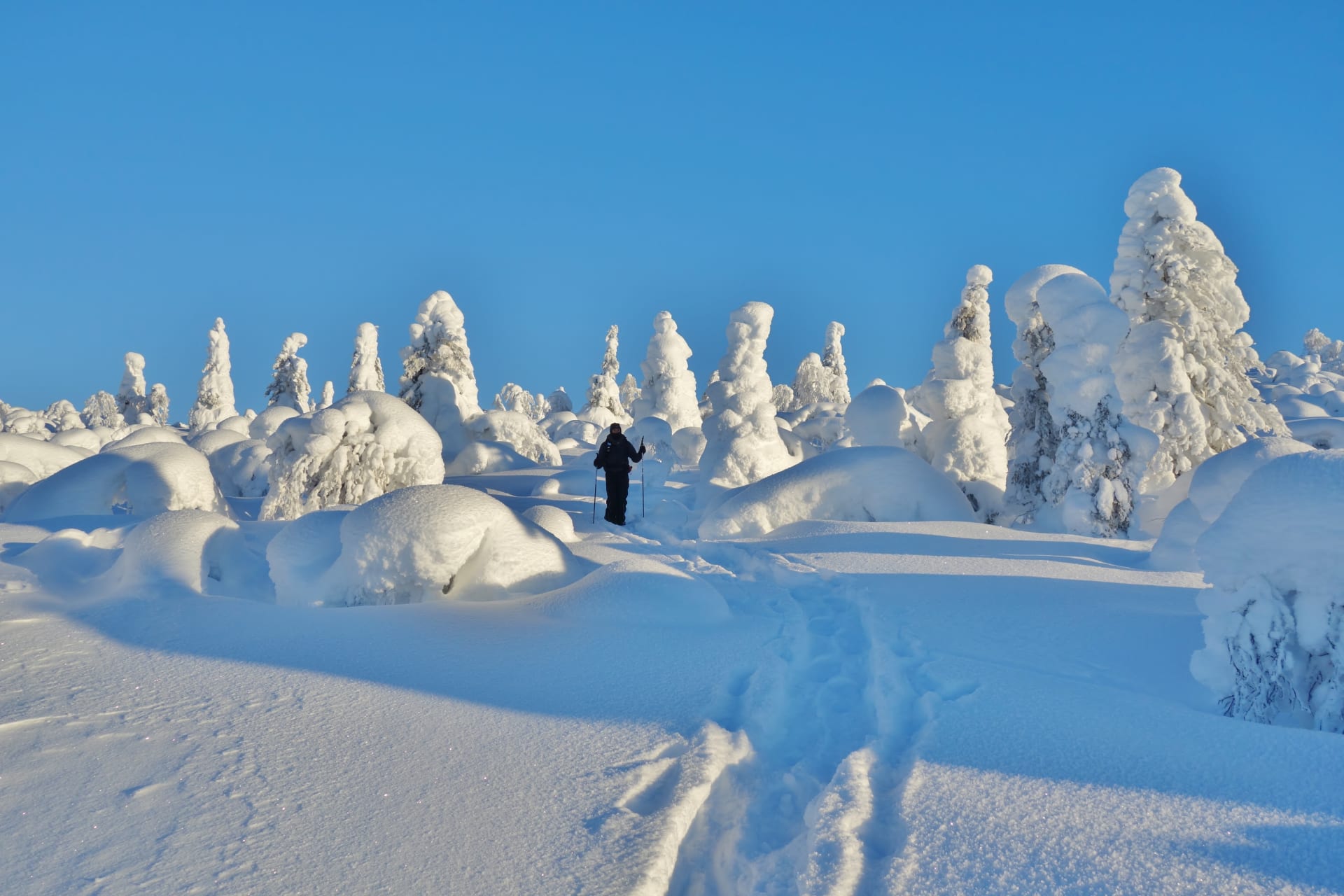 Among the snowy trees