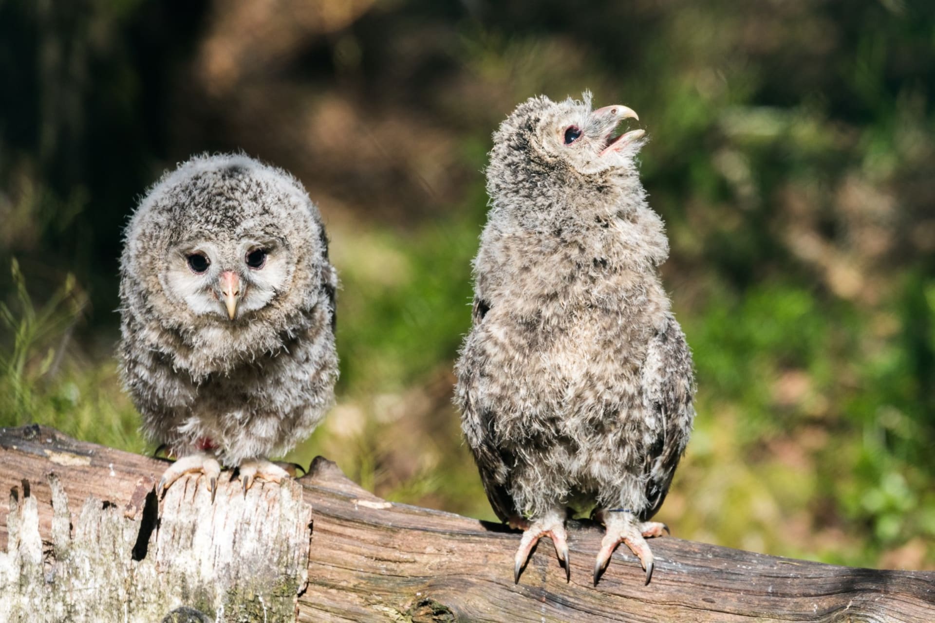 Owl