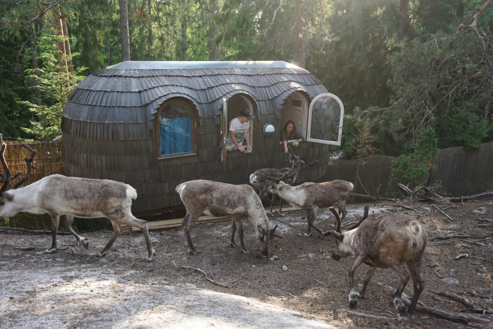 Igluhut in the Reindeer Park.