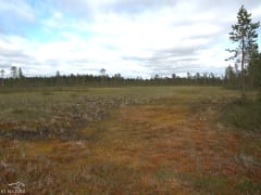 Luontoretki biologin kanssa - jängät ja aihkimetsät tutuiksi