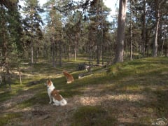 Two dogs of AT Nature in an old forest.