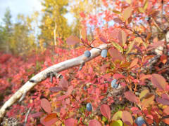 Bog bilberries in autumn colours.