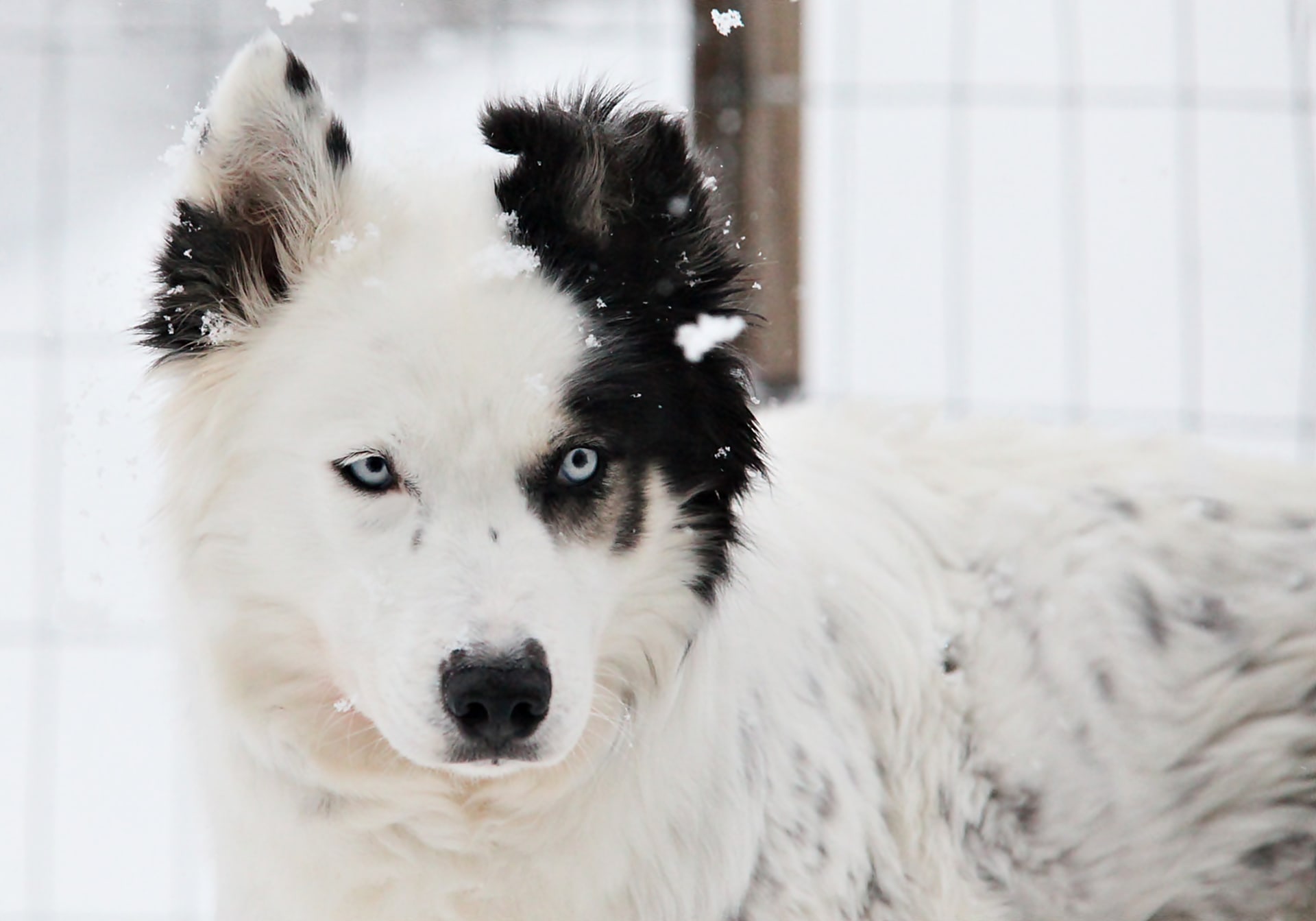 Pyha husky farm 
