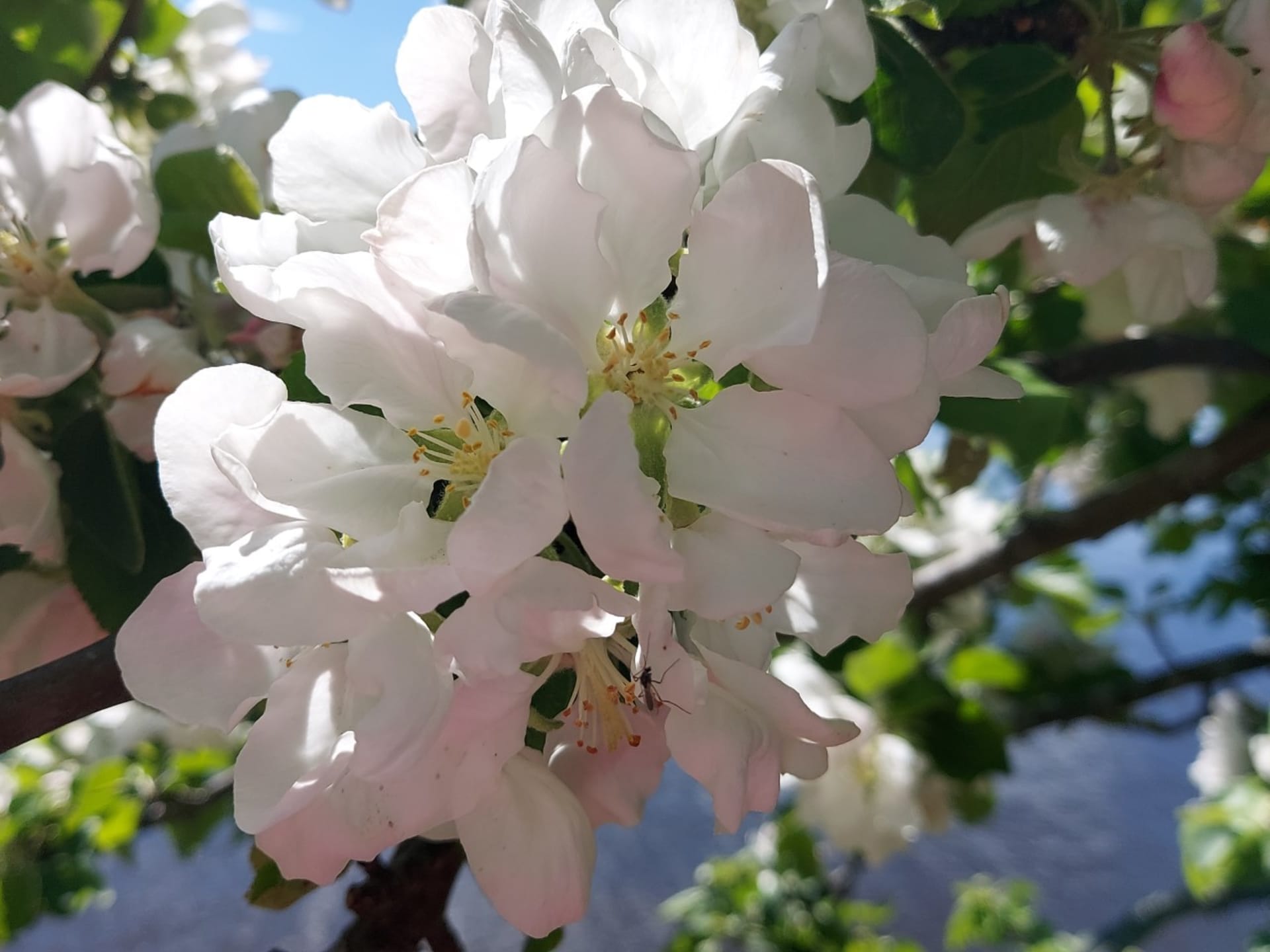 Apple Blossom