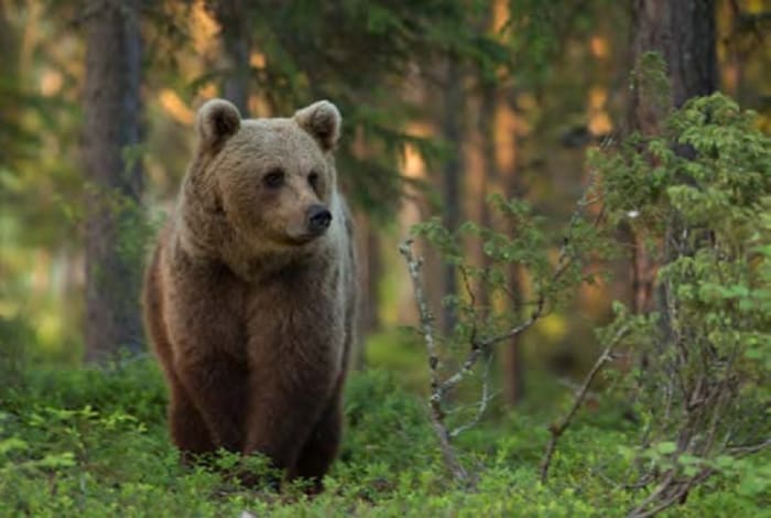 Bear Watching