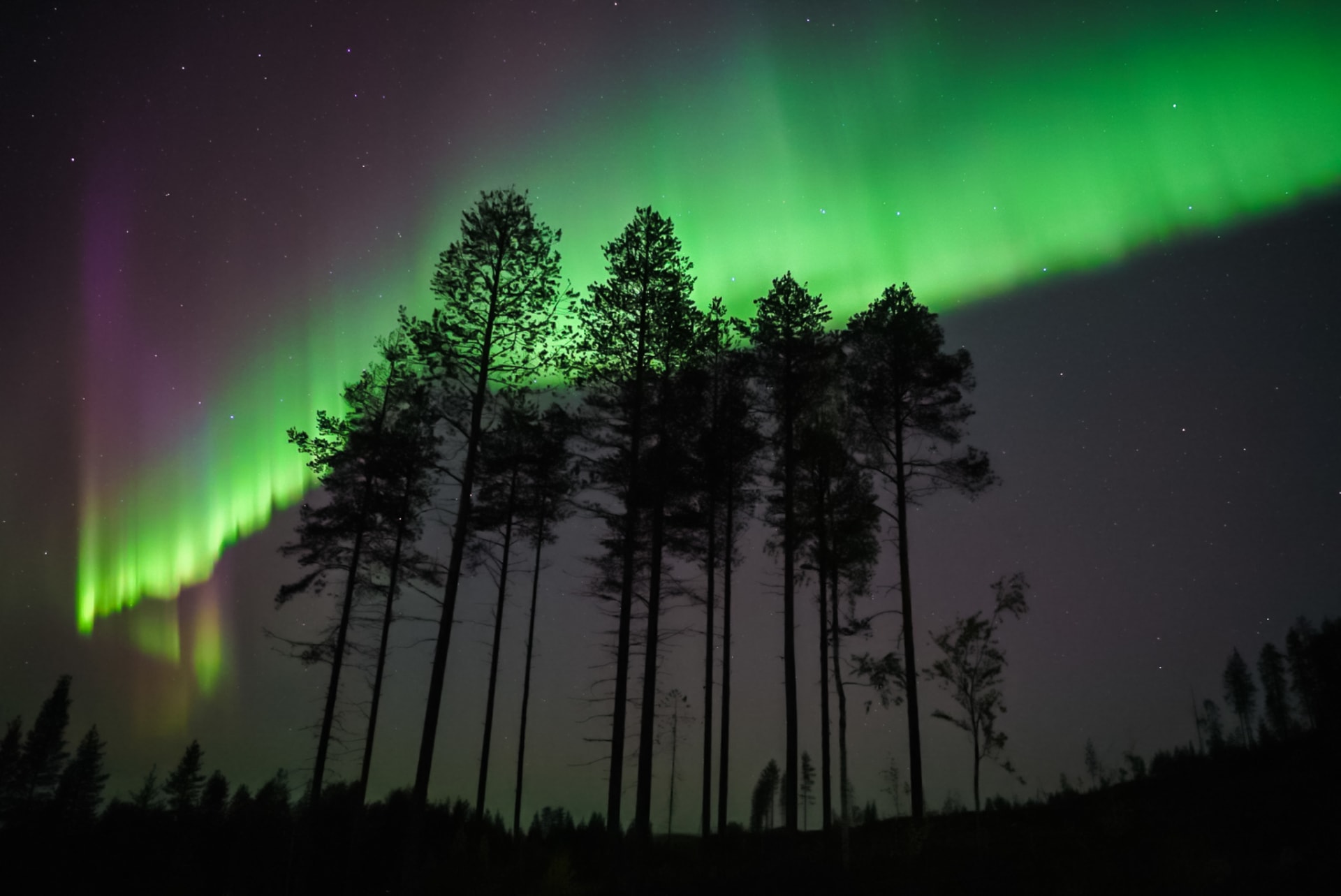 trees and northernlights