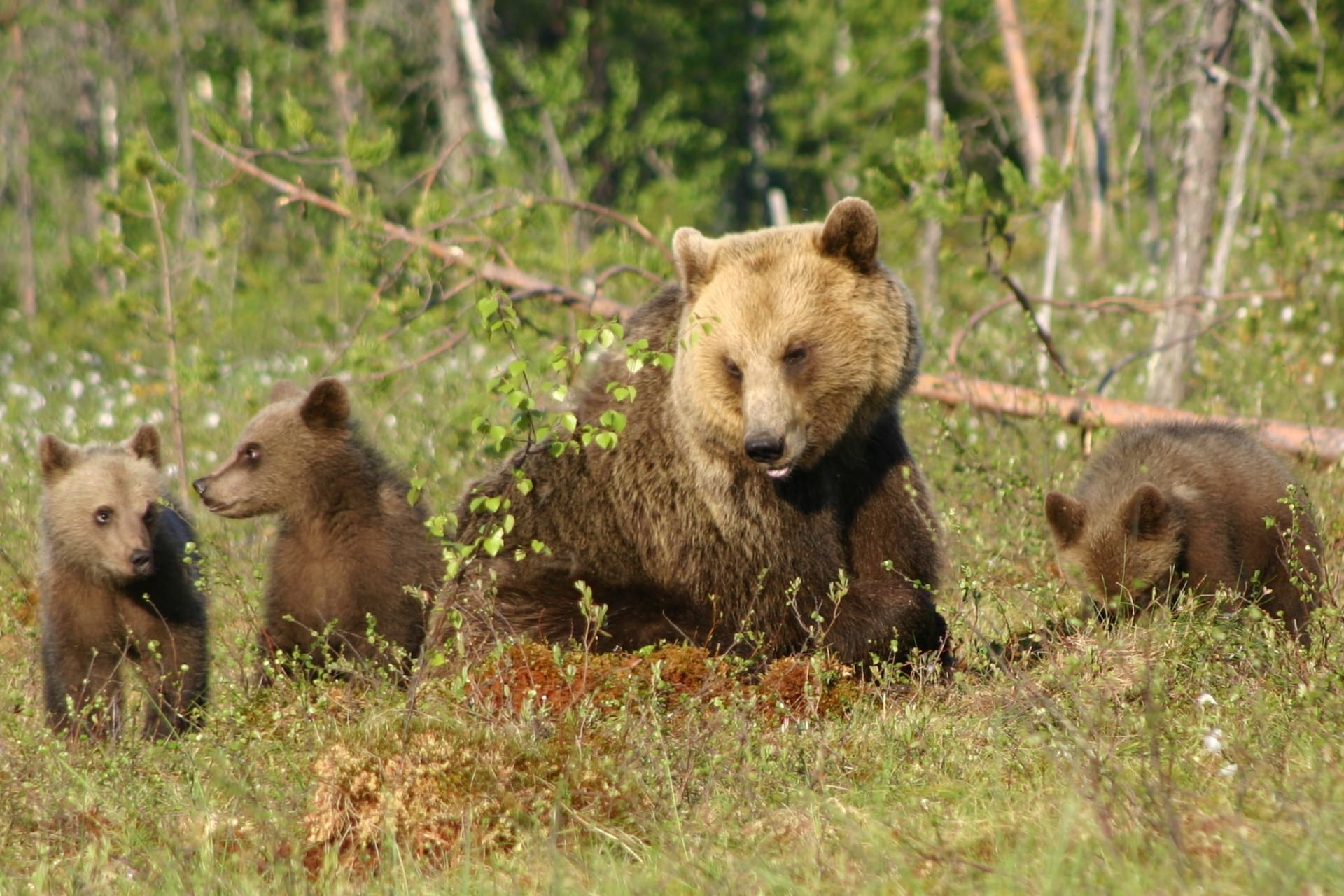 Bear family in Martinselkonen