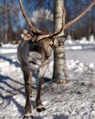 Nallikarin Talvikylä