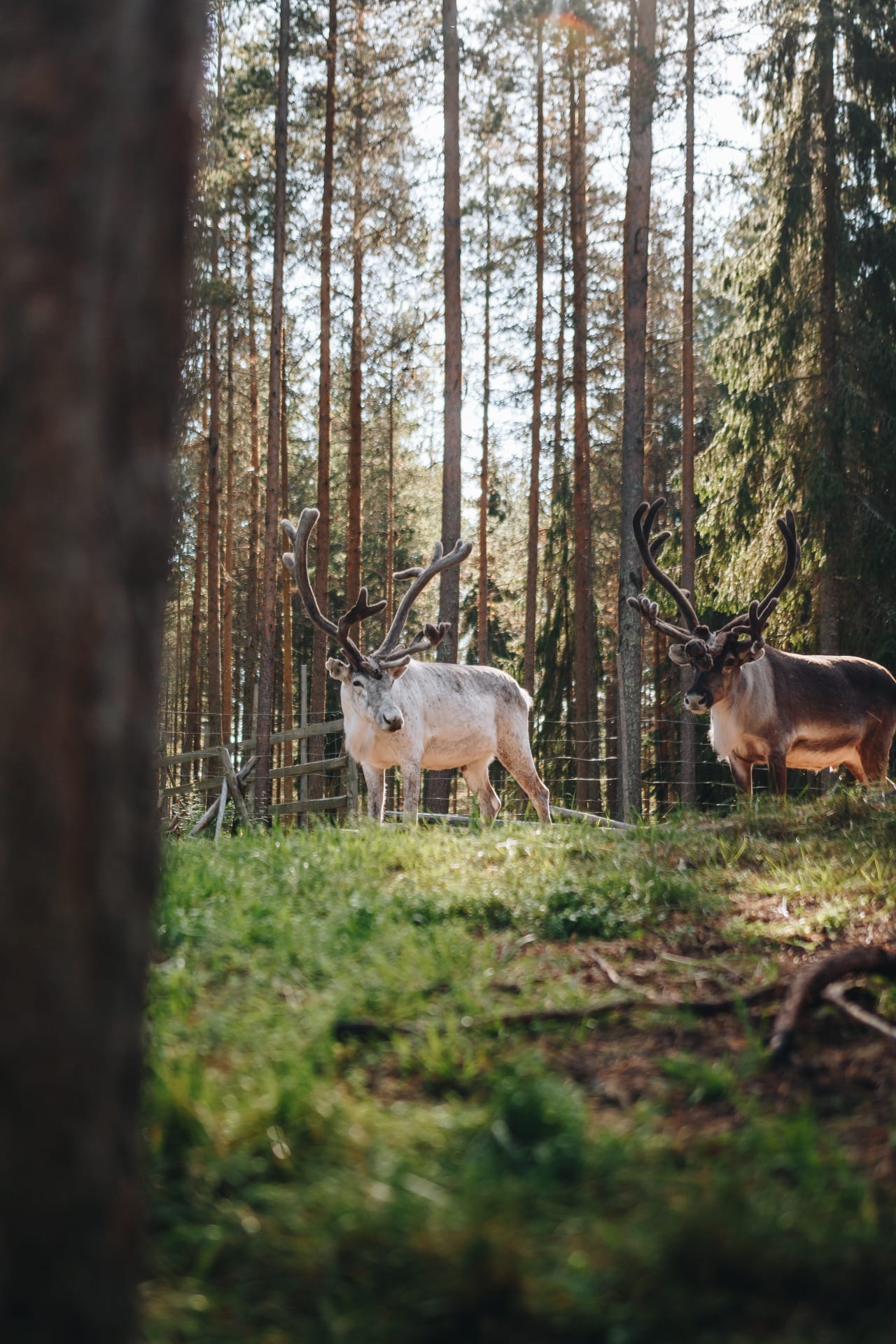 reindeer-farm-and-canoeing-tour-visit-finland