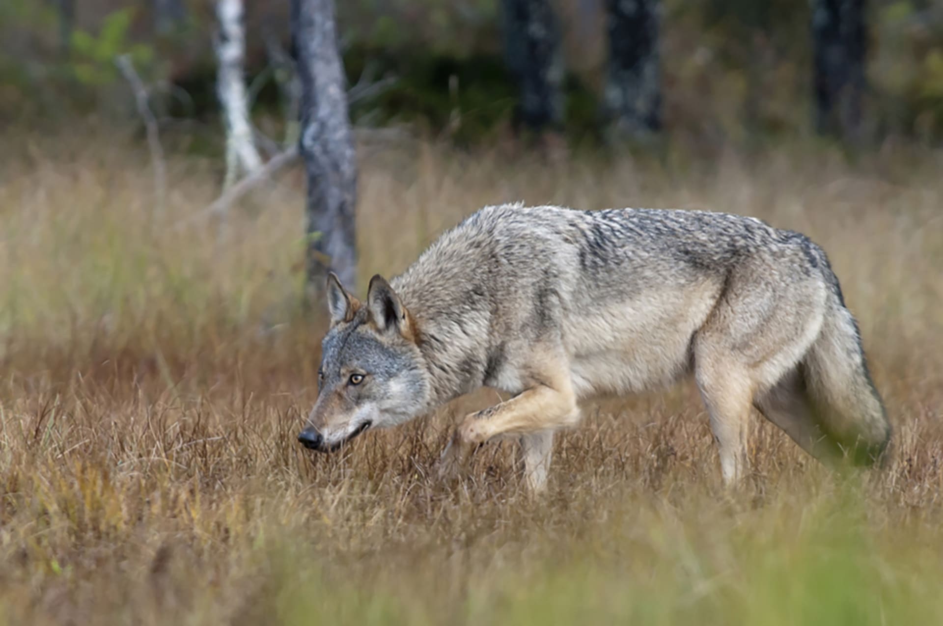 Wolf nature photography