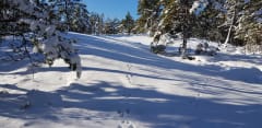 Beautiful snowy landscape during winter - mountain hare tracks on snow reveal the wildlife of the forest