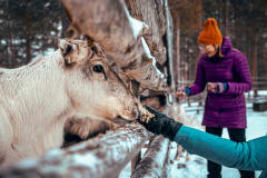 Reindeer trail for independent travellers