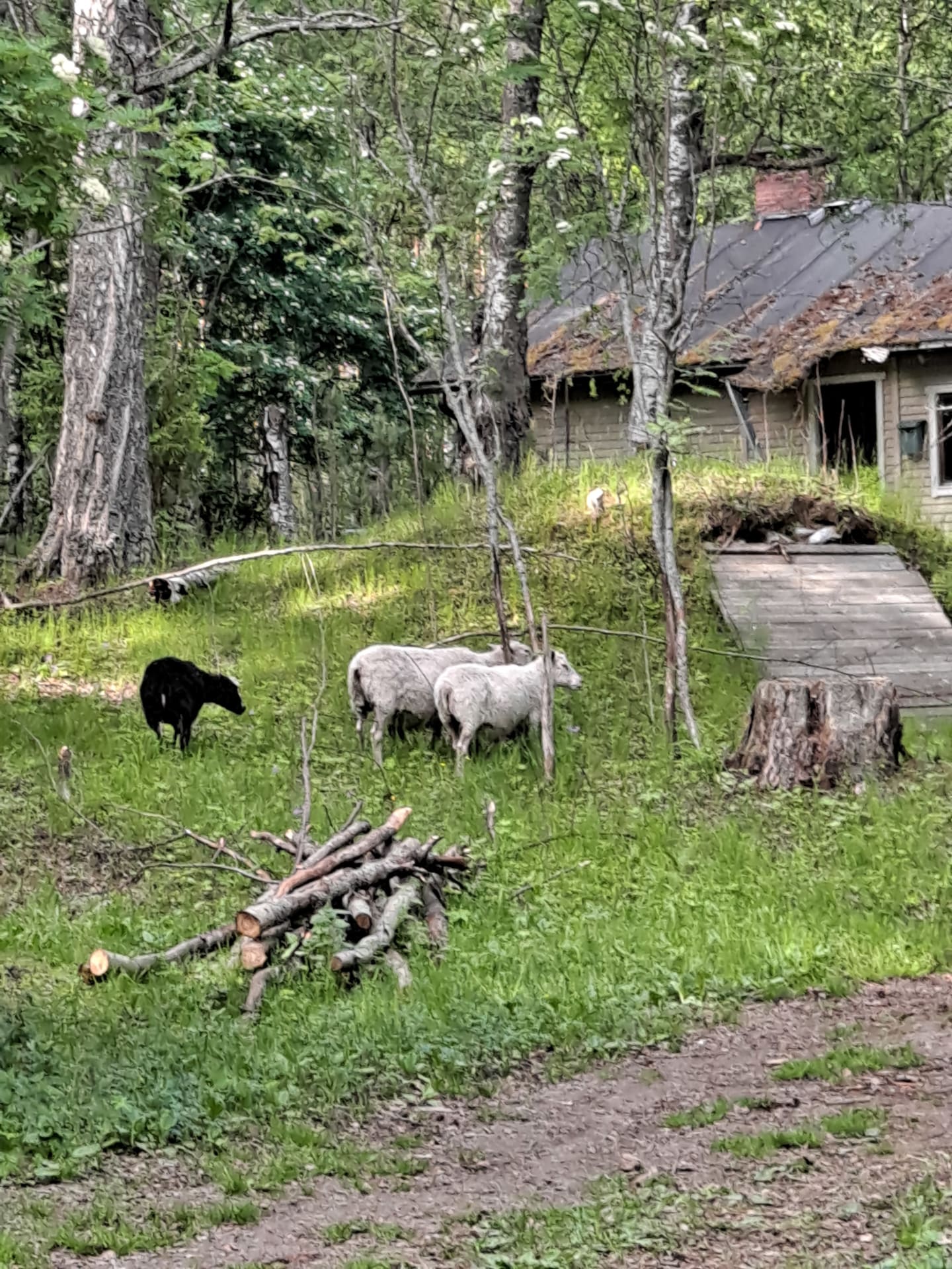 Sheeps in Ärjä Island