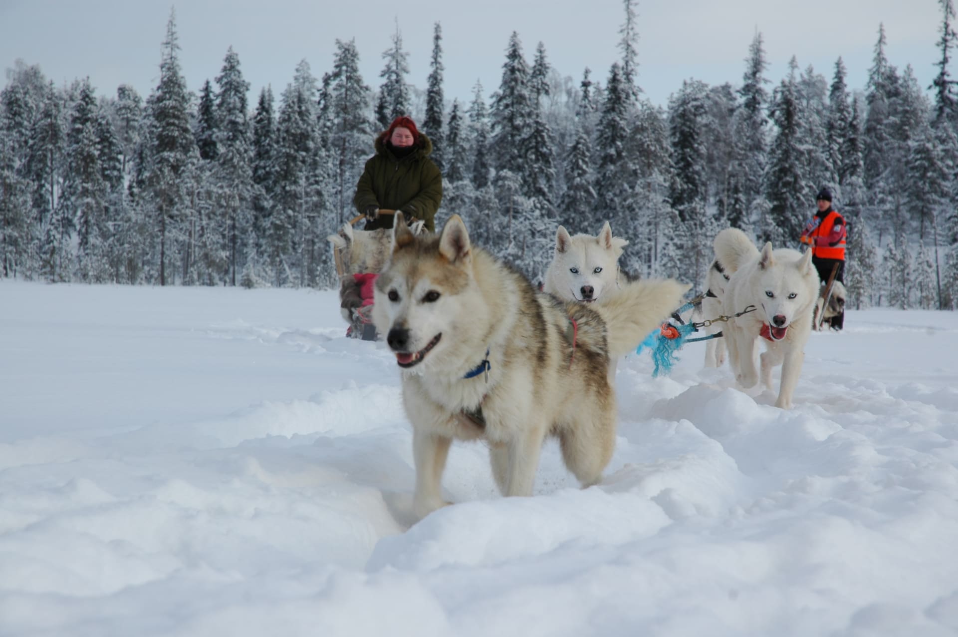 Husky safari in Sea Lapland