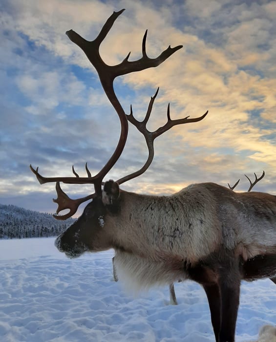 Meet our beautiful free roaming reindeer.