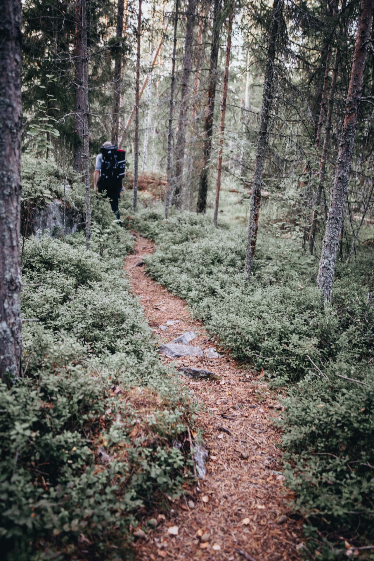 Hiking path in the forest.
