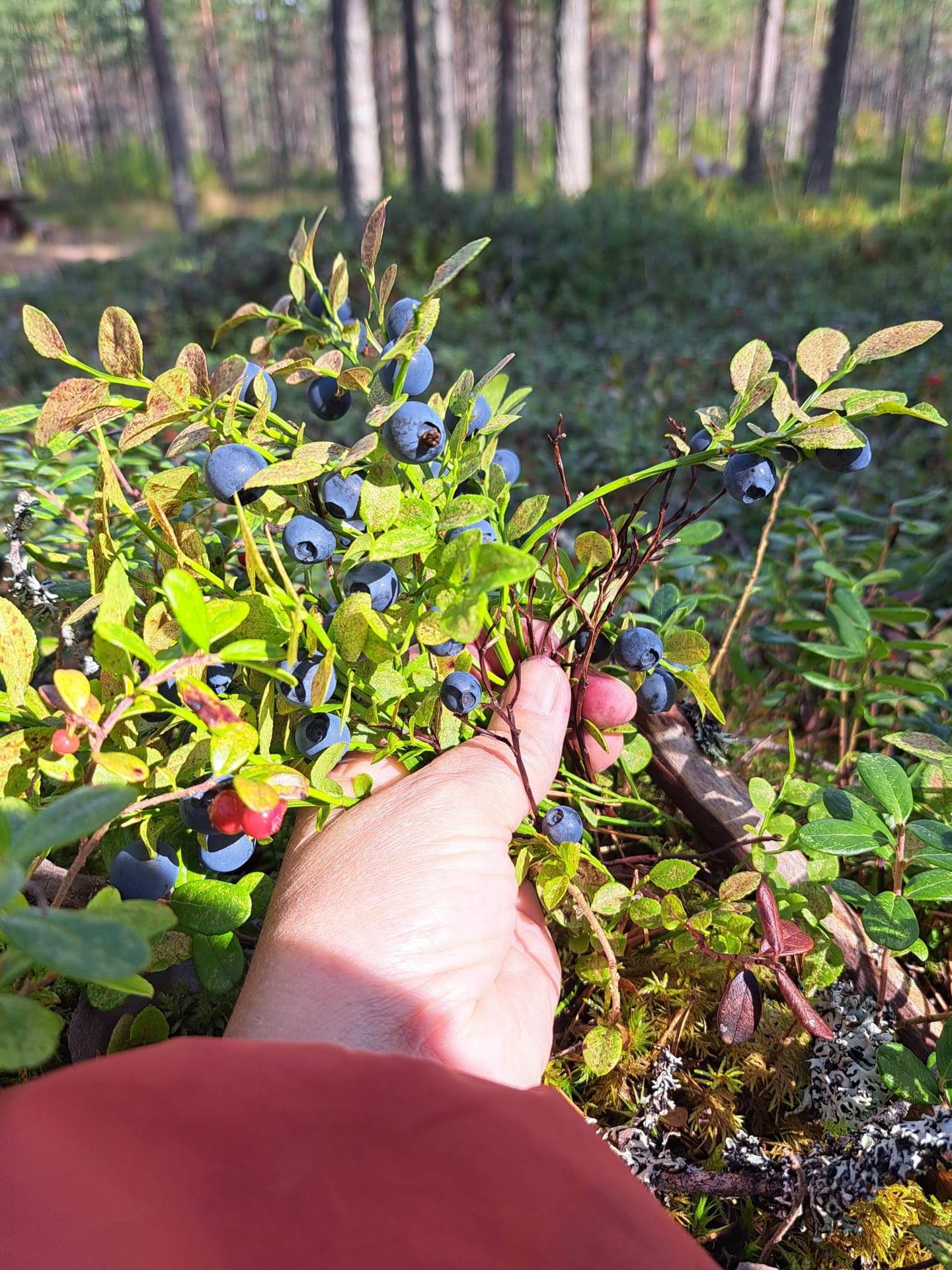 Käsi, joka poimii mustikoita