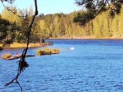 Unesco Saimaa Geopark and swan