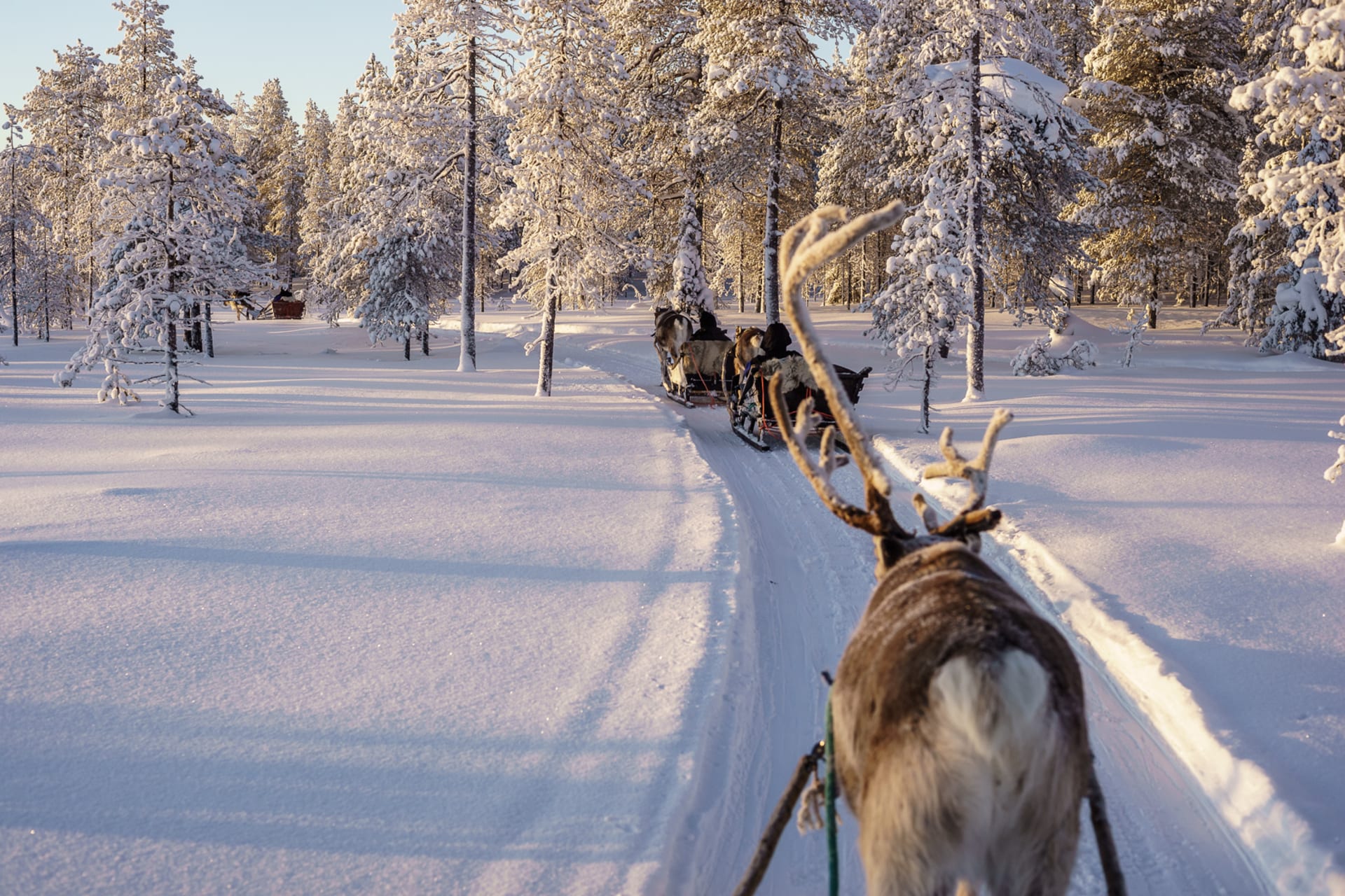 Reindeer safari in Salla