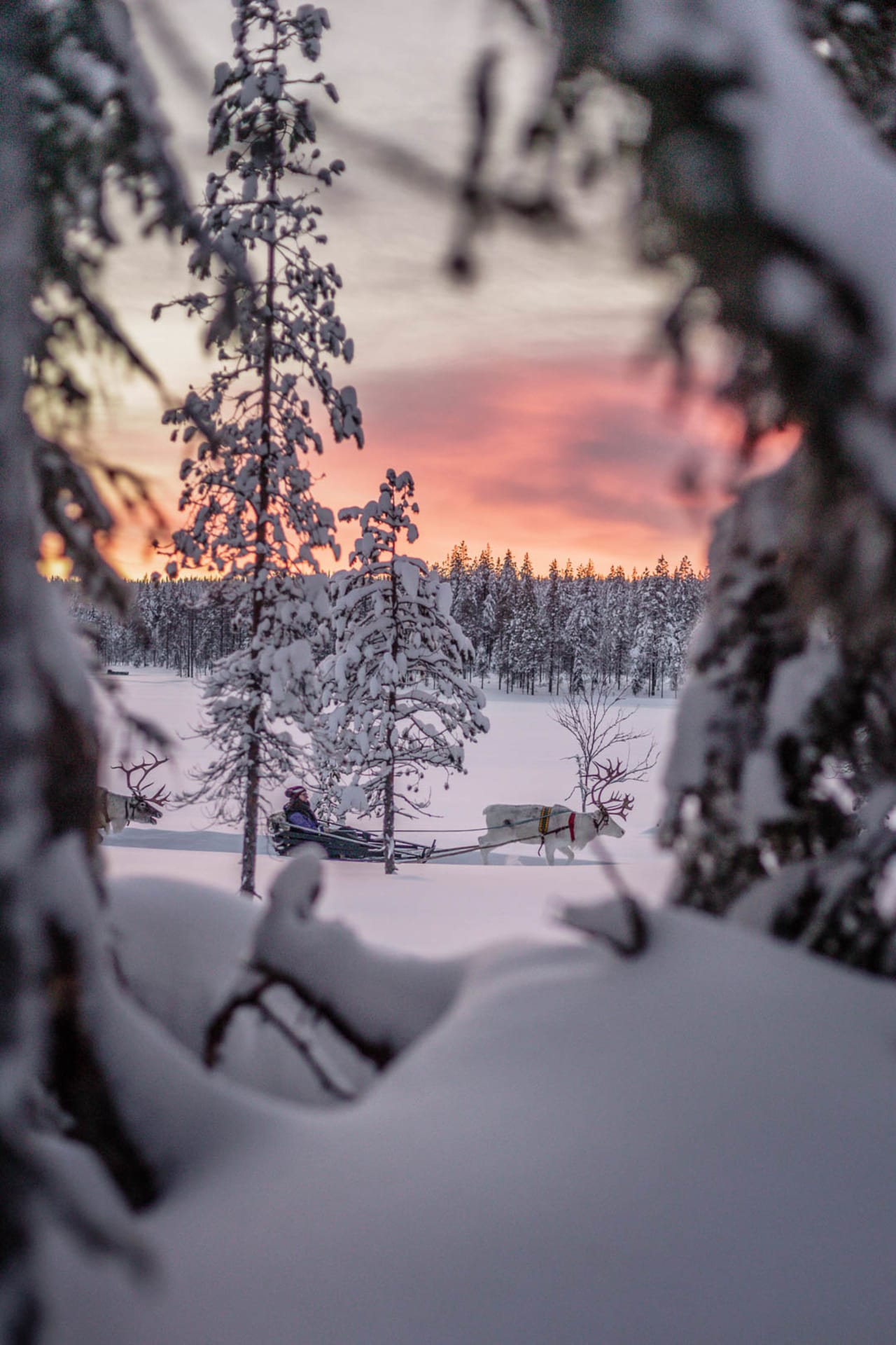 Reindeer Safari - 2