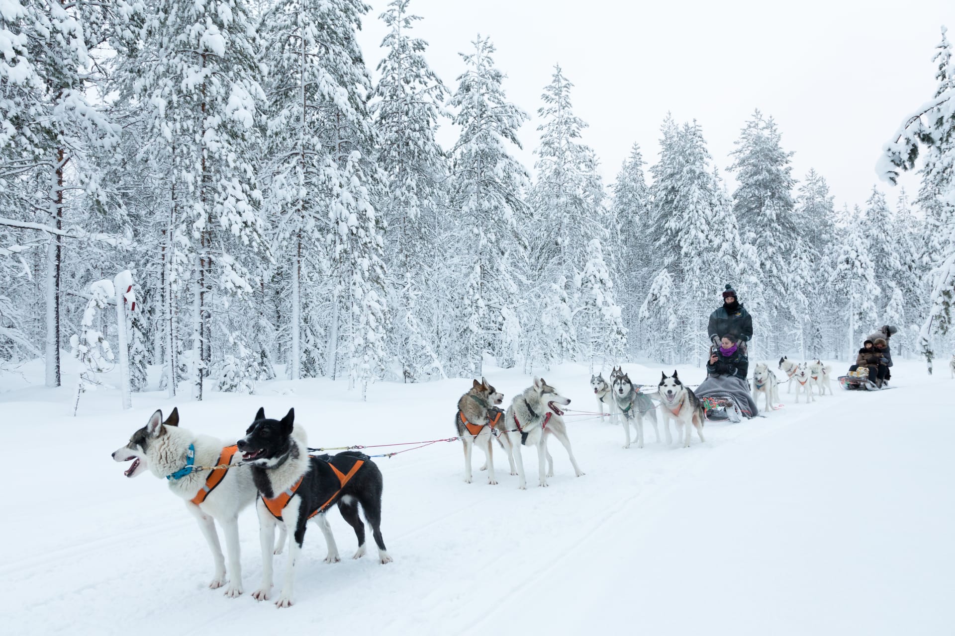 Husky safari in Ranua