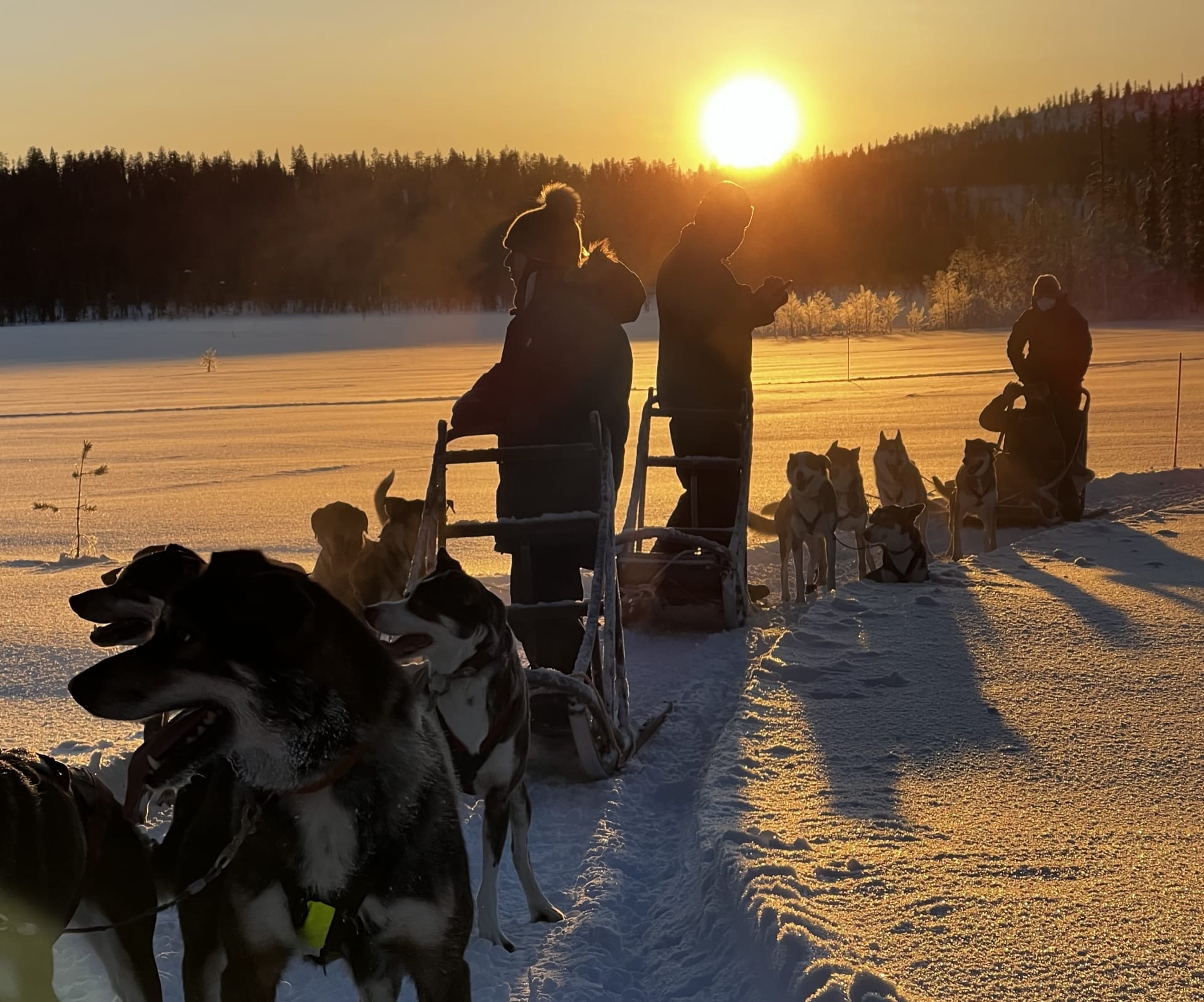 Half day husky tour in Ylläs