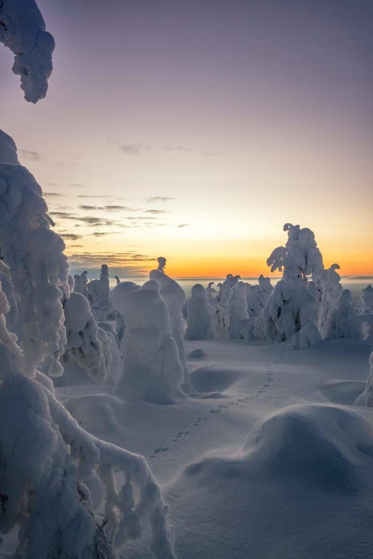 Sunrise or sunset tour with snowshoes in Riisitunturi National Park ...