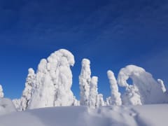 Riisitunturin kansallispuisto lumikenkäretki