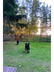 Looks like the fishermen in our family are coming ashore now!