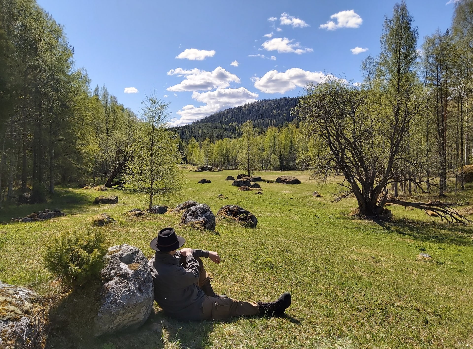 Meadow in spring