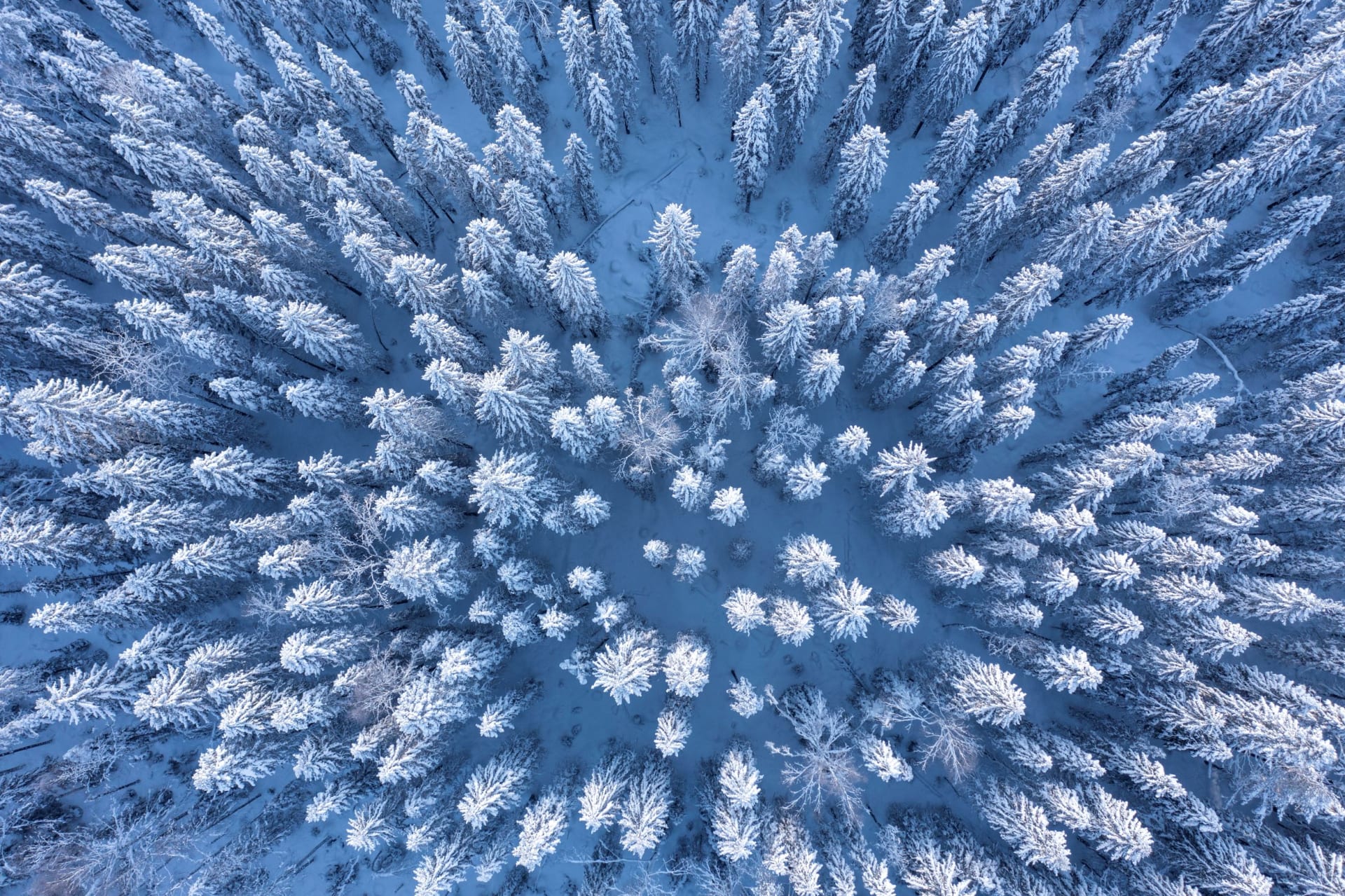 Winter forest from above. Snow covered white trees and ground.