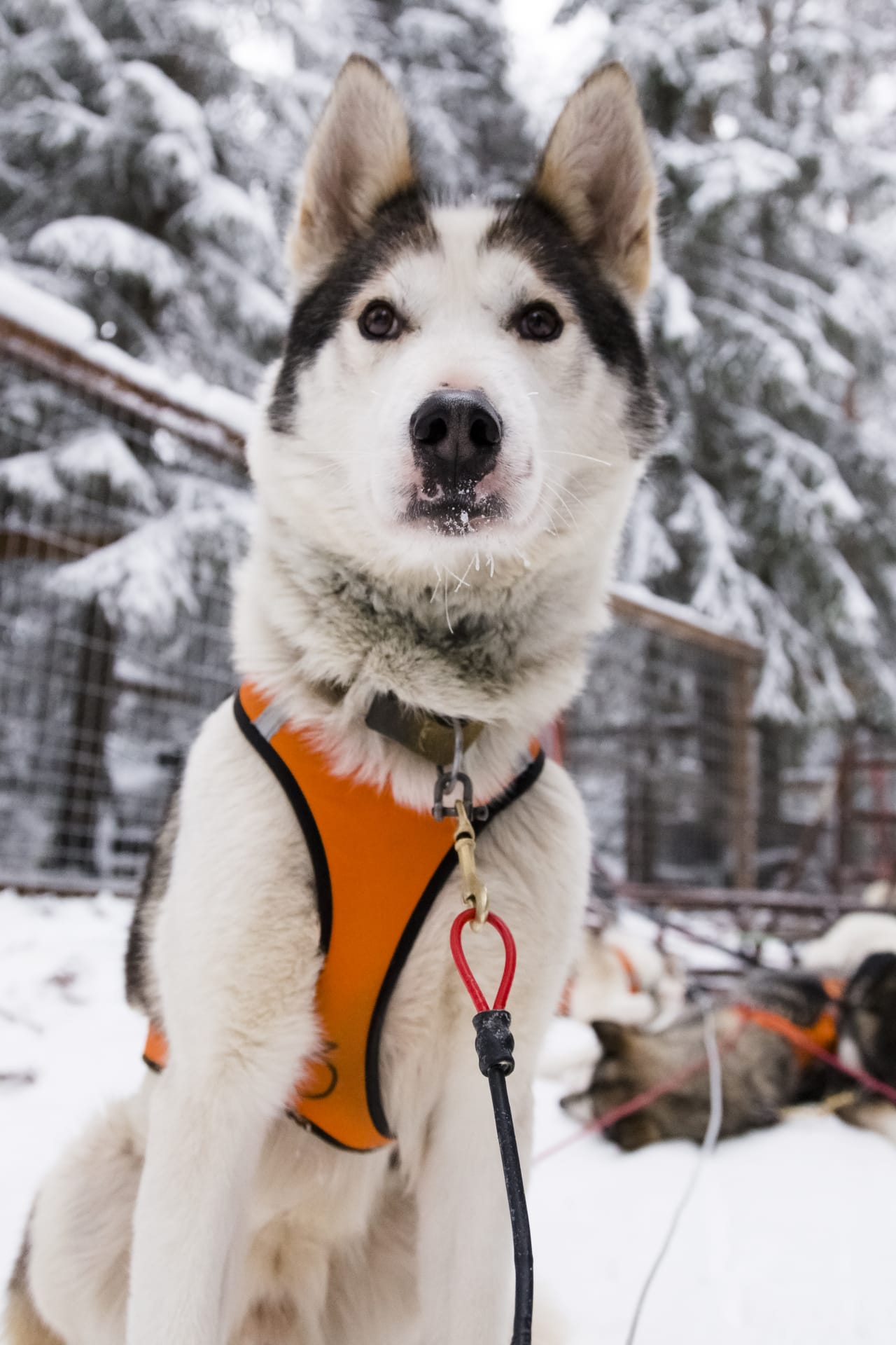 Husky safari in Ranua
