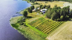 The berry bushes grow in straight rows