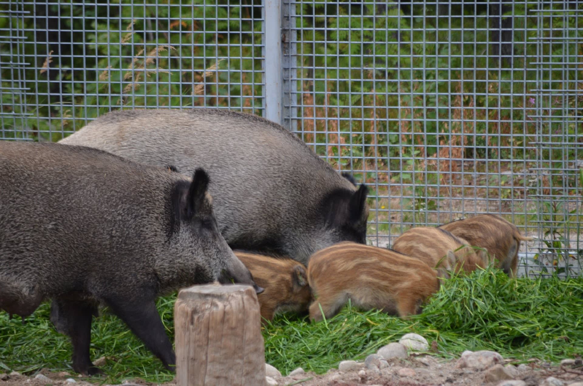 Ranua Zoo Wildlife Park visit in summer