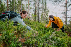 Berry picking