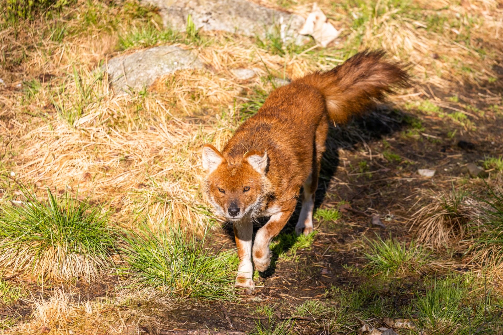 Ranua Wildlife Park - Animals