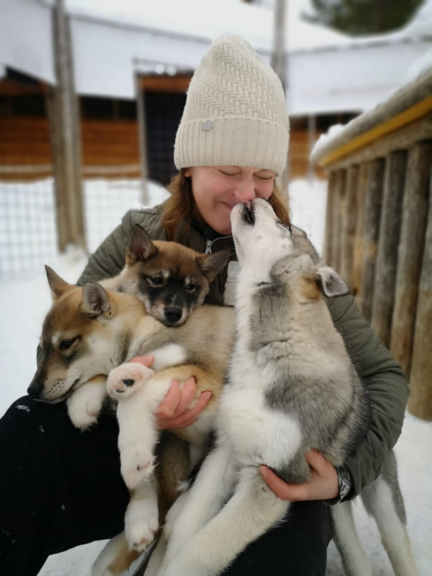 Siberian Husky