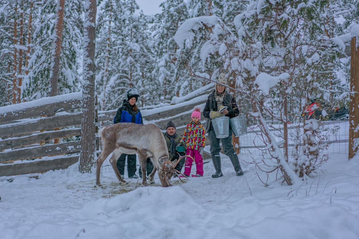 Reindeer Experience - guided tour