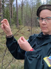 Luonnontuotteiden käyttö ravinnoksi