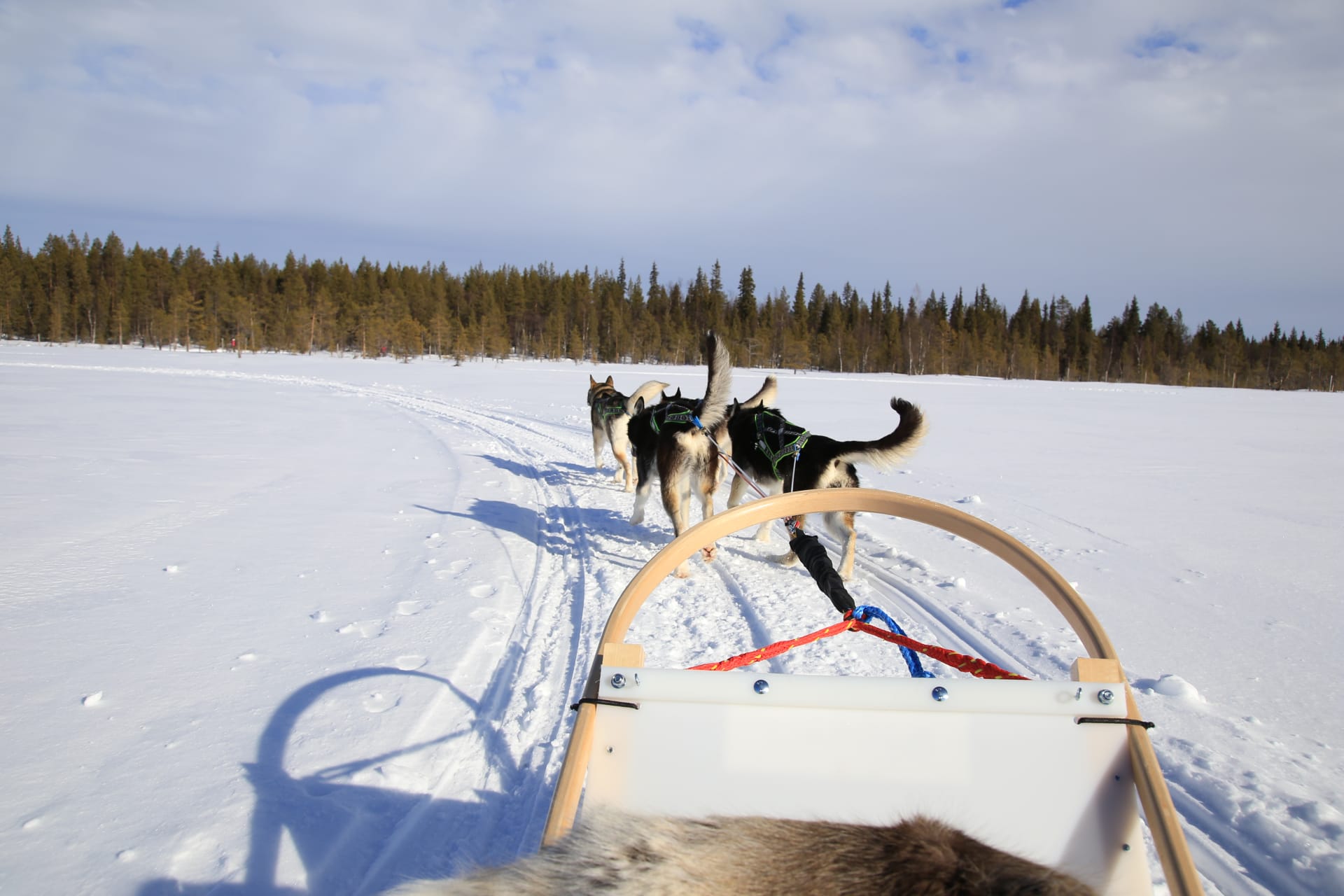 Husky Safari 4-5km