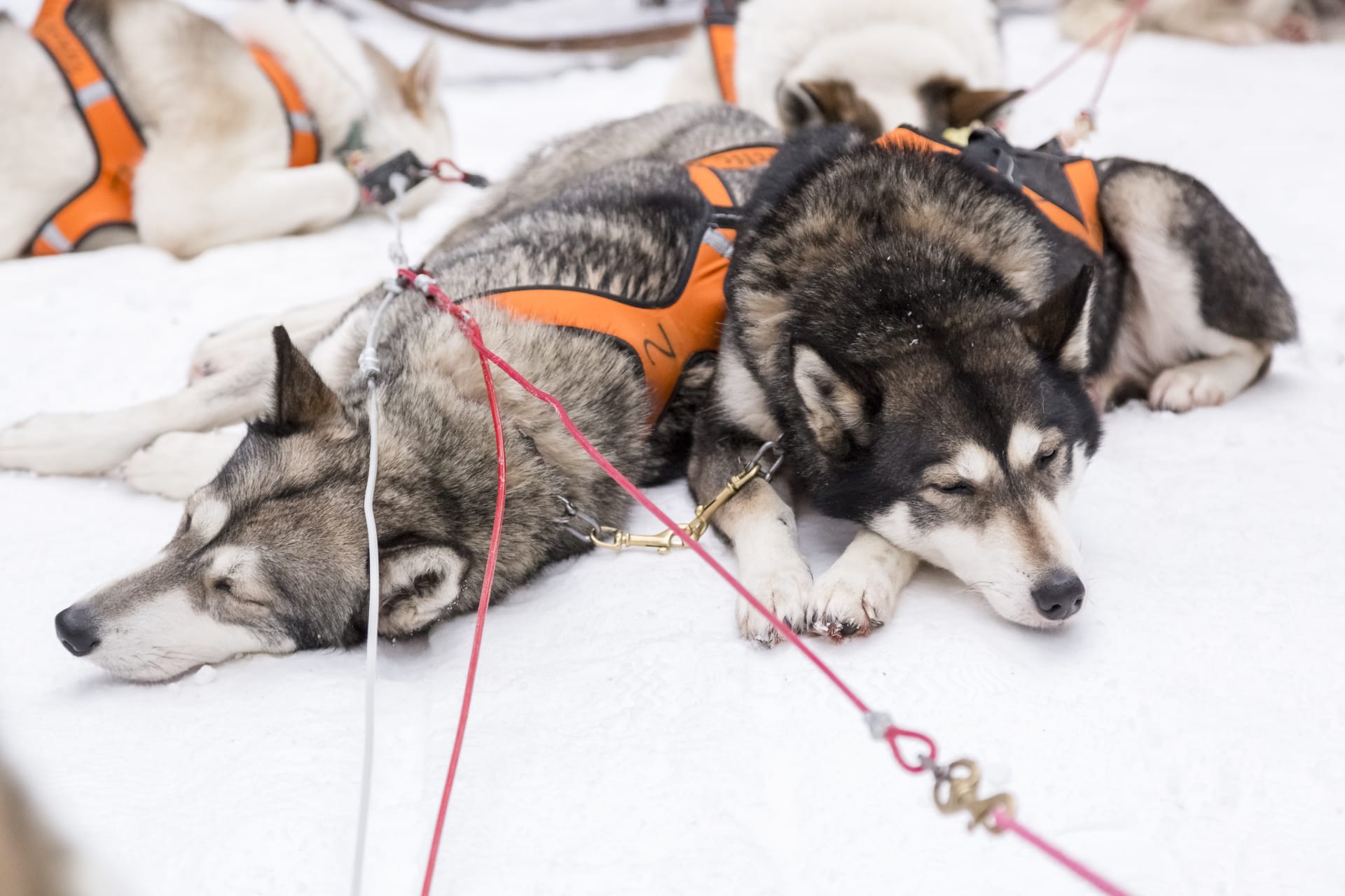 Husky safari in Ranua