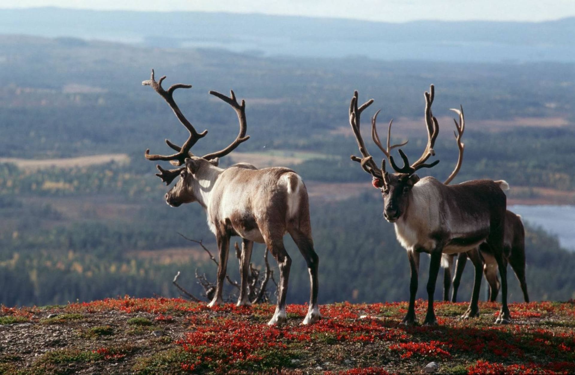 Fall Tour to Saariselkä and Cruise Around Lake Inari 7 Days