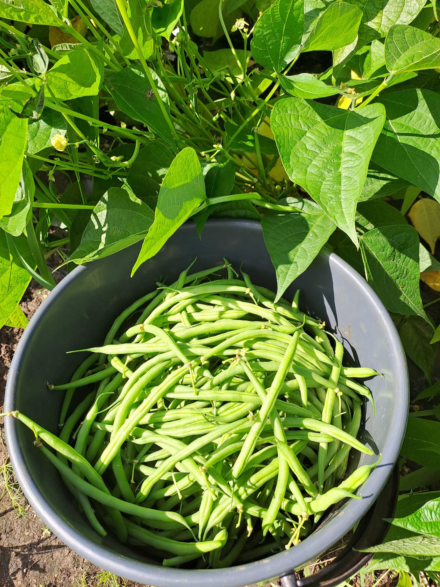 Pensaspapuja