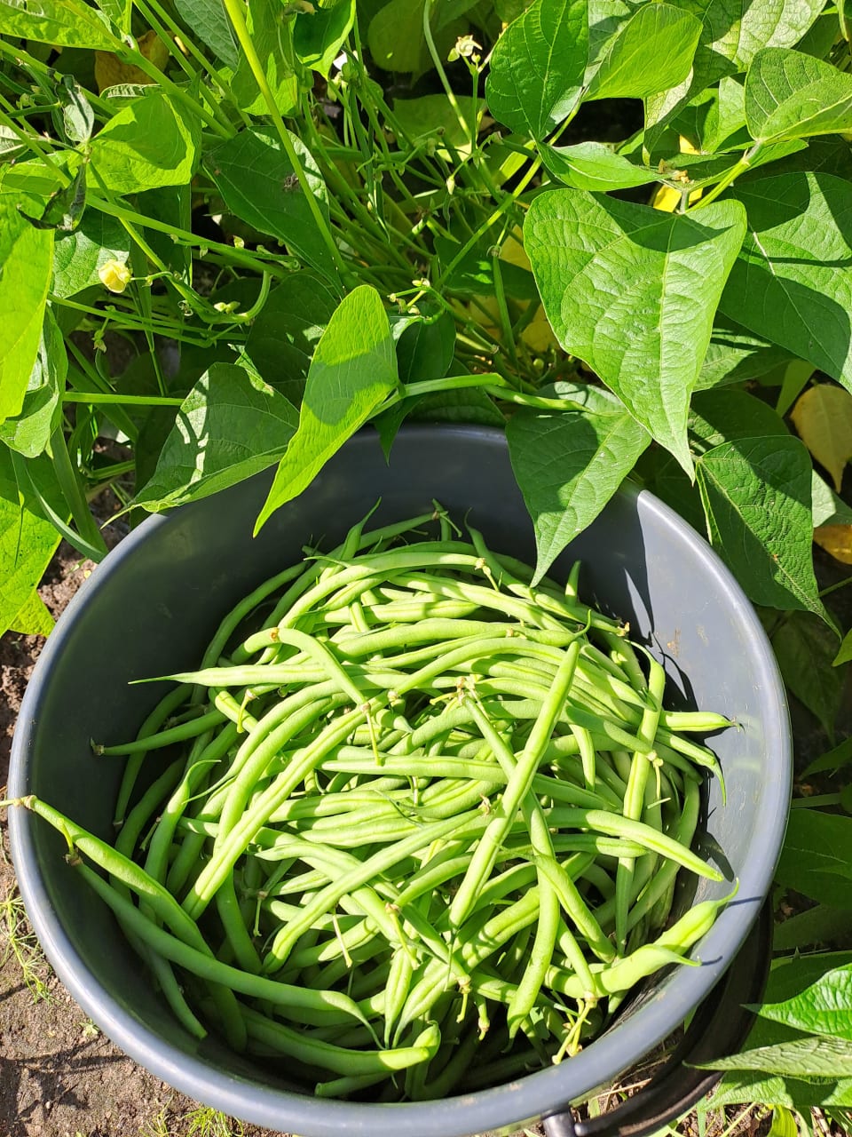 Pensaspapuja