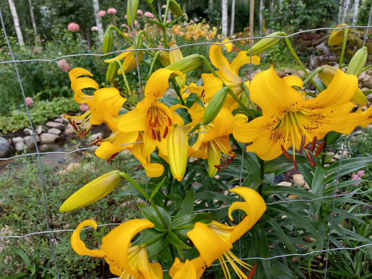 The Forest Garden blooms all season with plants including e.g. lilies, roses, water lilies and perennials.
