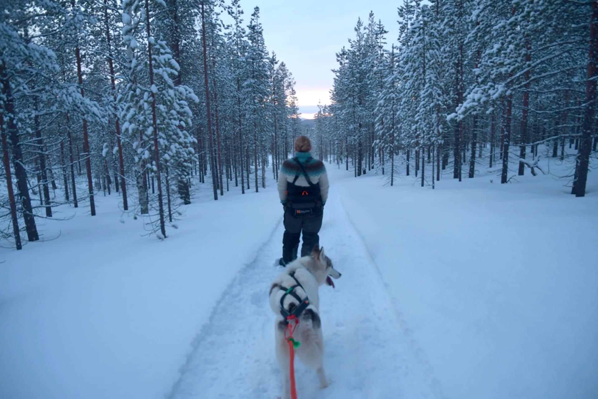 Husky Walks in the wilderness is forest and animal therapy