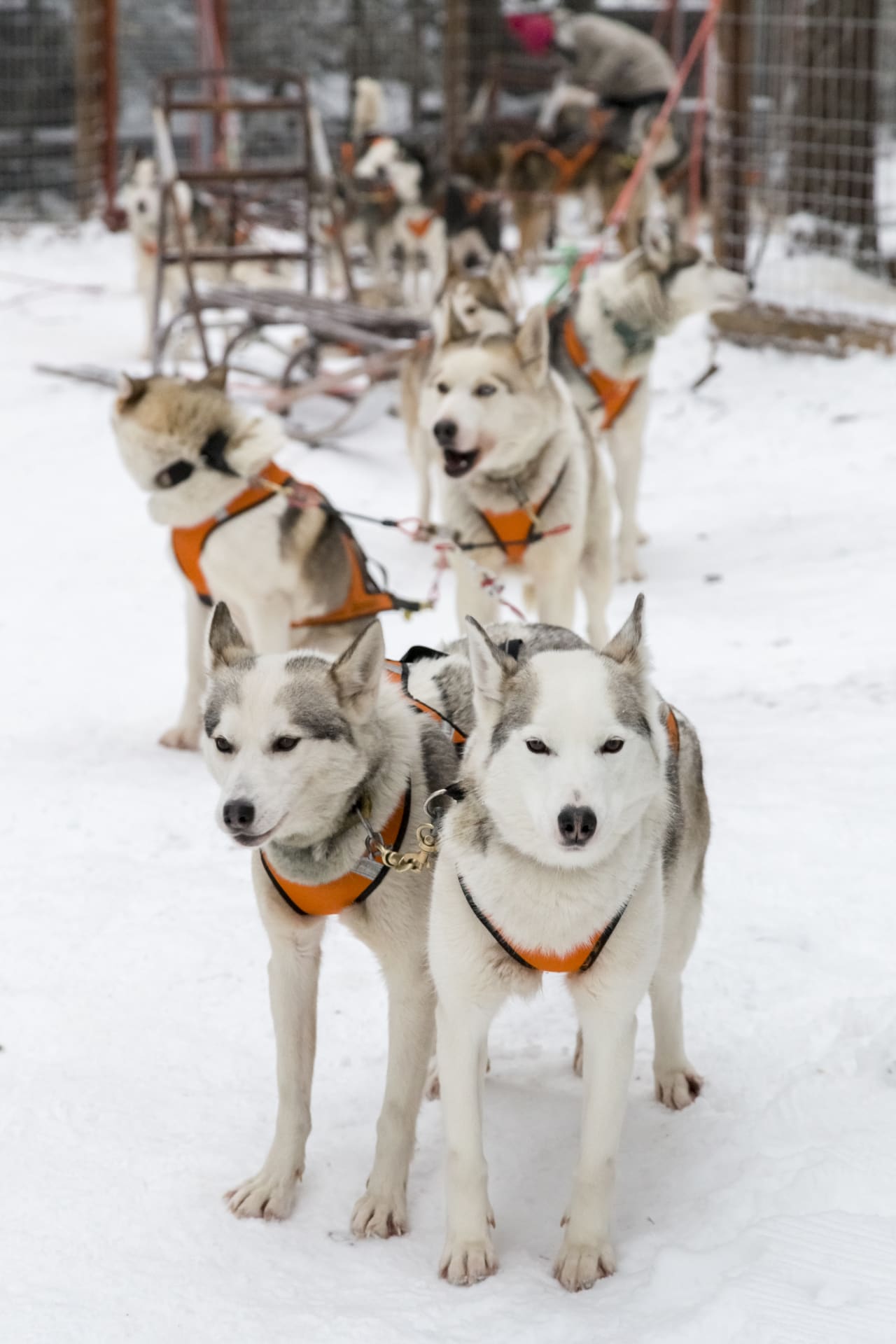Husky safari in Ranua