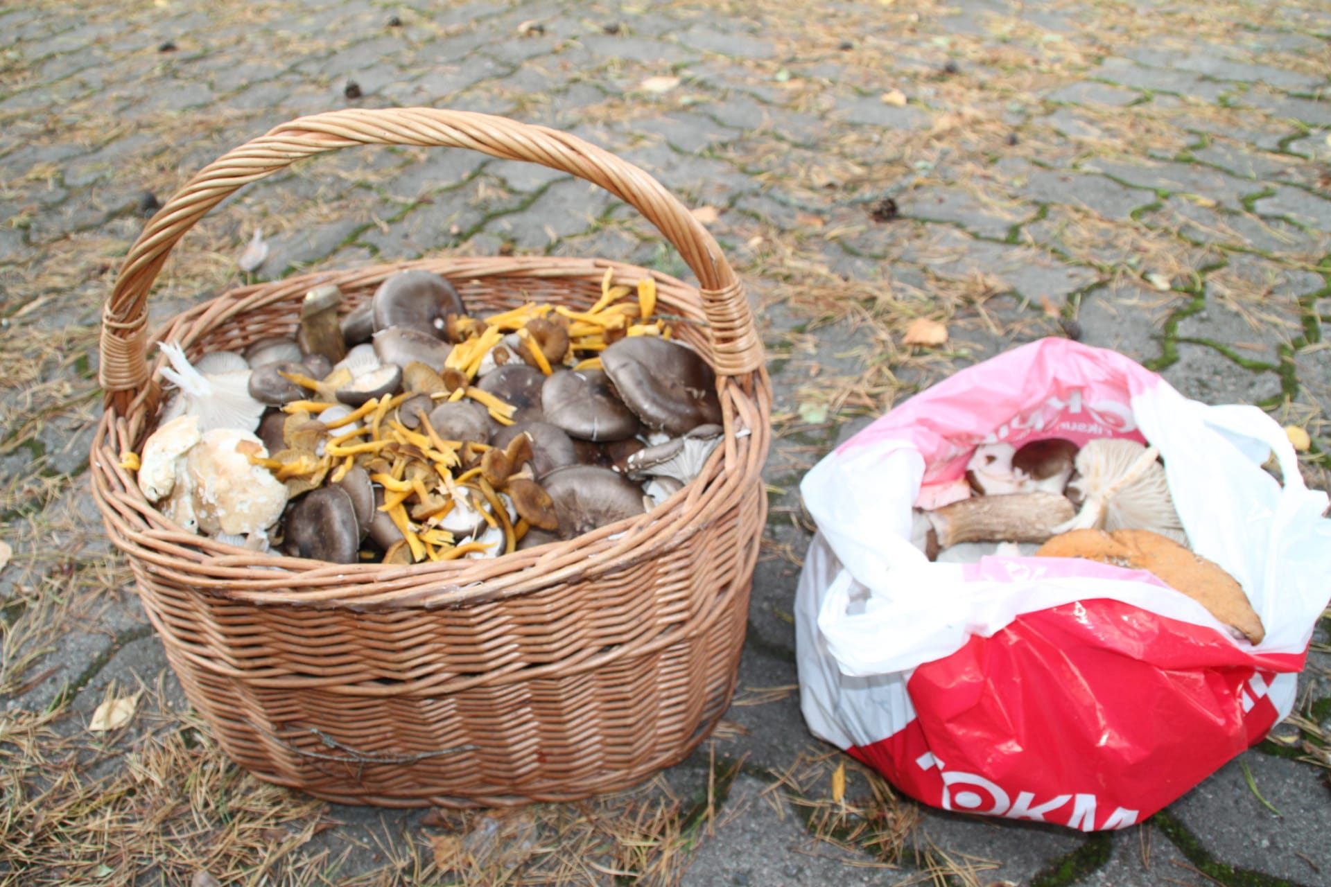 In the autumn we can pick up mushrooms